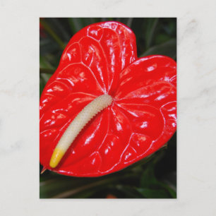 Tropiskt rödblomma vykort