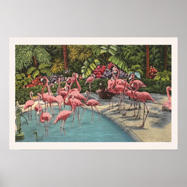 Tropiskt Rosa Flamingo Flamboyance Skriv ut Poster (Framsidan)
