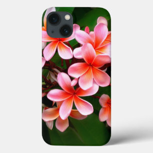 Tropiskt Rosa Grönt Plumeria Flower Blommigt Photo