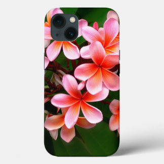 Tropiskt Rosa Grönt Plumeria Flower Blommigt Photo