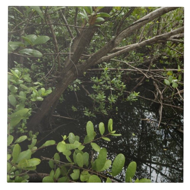 Tropiskt salt damm kakelplatta (Framsidan)