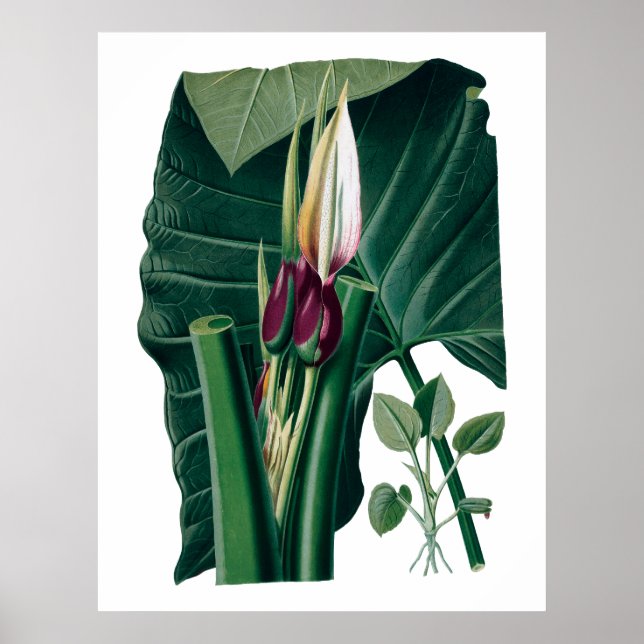 Tropiskt stort botaniskt löv poster (Framsidan)