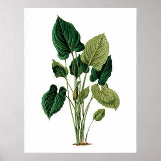 Tropiskt stort löv botaniskt tryckfilodendron poster