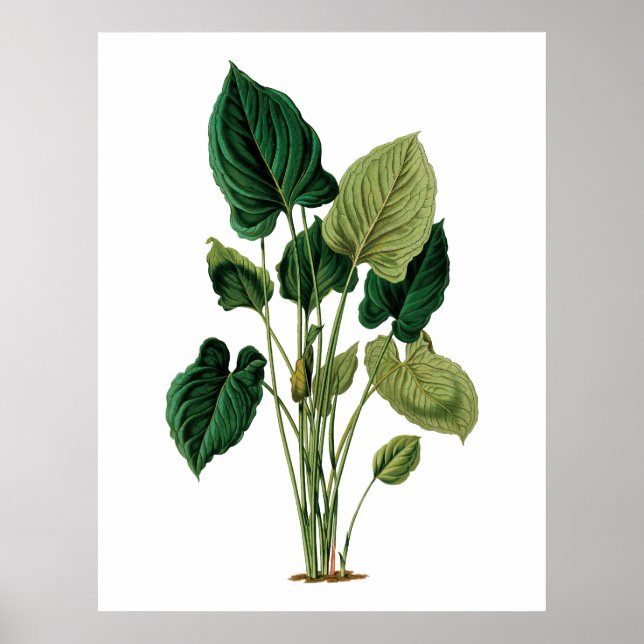 Tropiskt stort löv botaniskt tryckfilodendron poster (Framsidan)