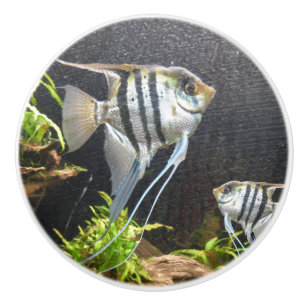 Tropiskt stripe - fiskkeramiskt drag knopp