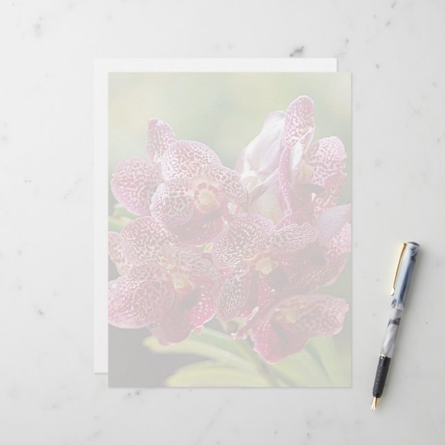 Tropiskt Vanda Orchid-kluster (Fram/Back In Situ)