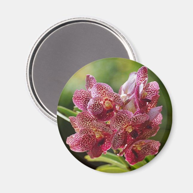 Tropiskt Vanda Orchid-kluster Magnet (Front/Back)