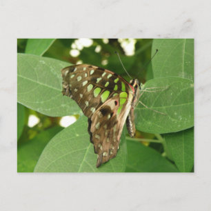 Tropiskt vykort för besläktad Grönt Butterfly-vyko