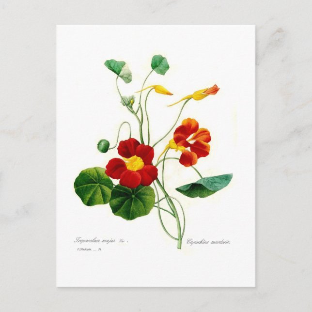 Tropoeolum majus (nasturtium) vykort (Framsida)