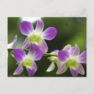 Trorpiska Orchids Bloom Vykort