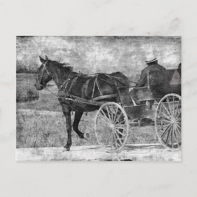 Trot Away Amish Horse in Black and White Vykort (Framsida)