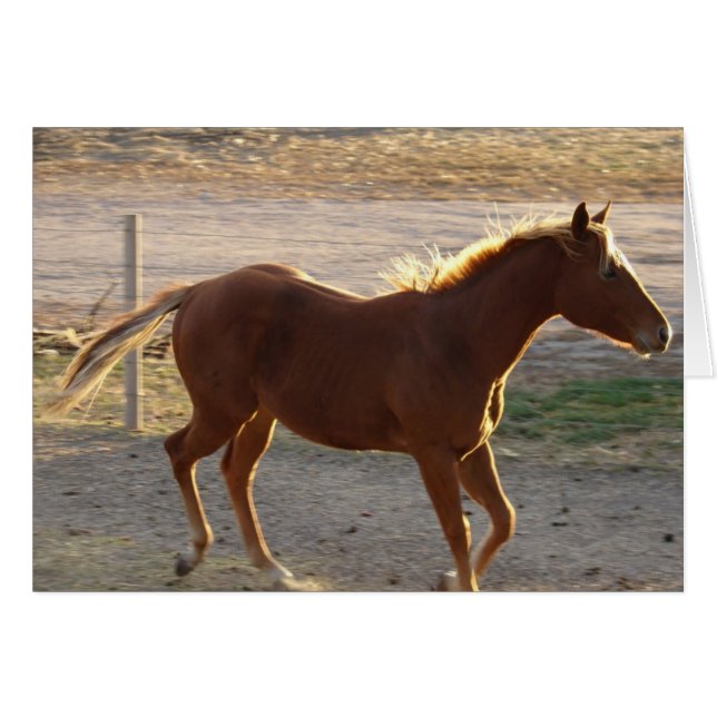 Trot på hälsningskort (Framsidan Horizontal)