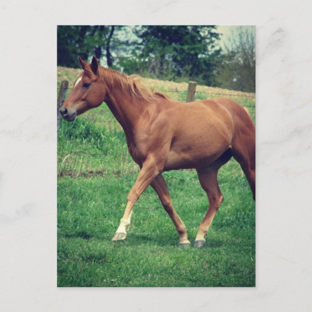 Trot, Scotch Vykort (Framsida)