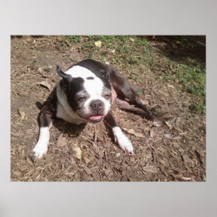 Trött Hund På Sommaren Ken Gage Fotografi Poster