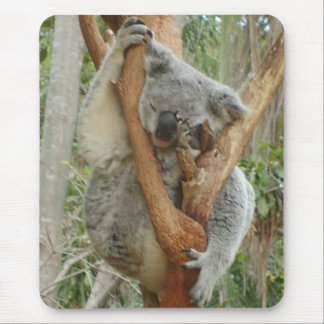 Trött Koala Musmatta