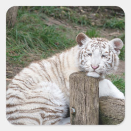 Trött Sömnig vit tiger som sätter på Träd-loggar Fyrkantigt Klistermärke