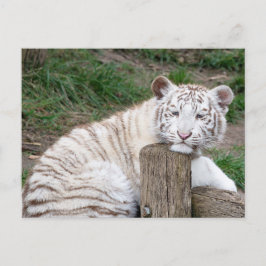 Trött Sömnig Vit Tiger Vila På Trädstockar Vykort