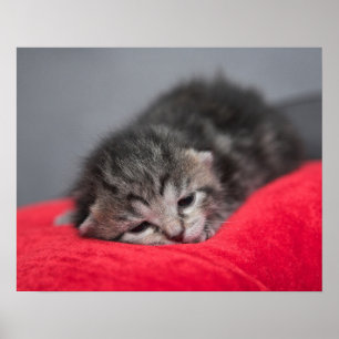 Trött sött kattunge poster