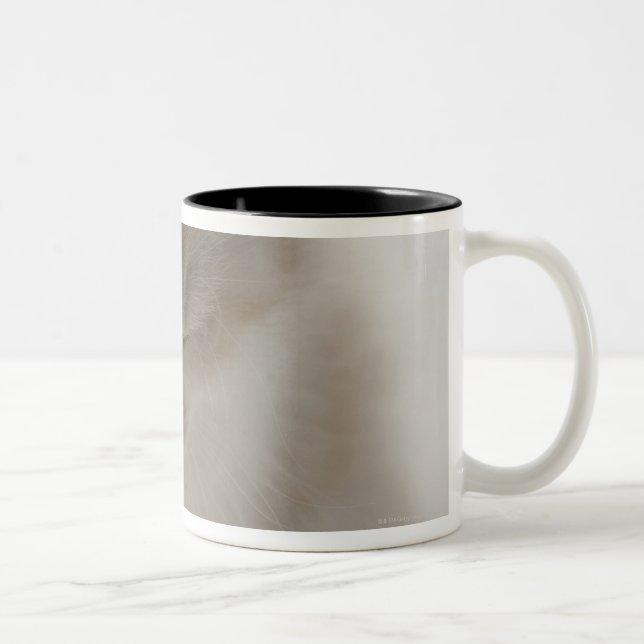 Trött sova för kattunge Två-Tonad mugg (Höger)