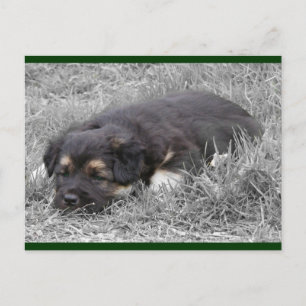 Trött vykort för hund
