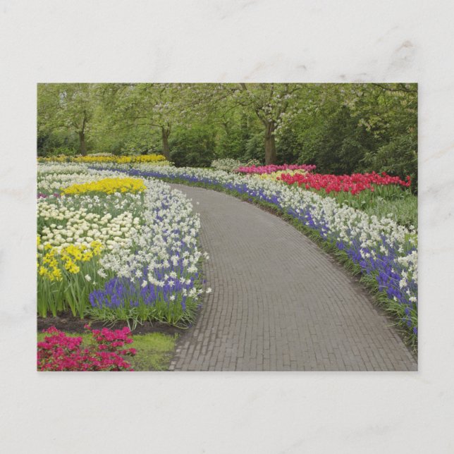 Trottoar genom tulpaner och narcissus, 2 vykort (Framsida)