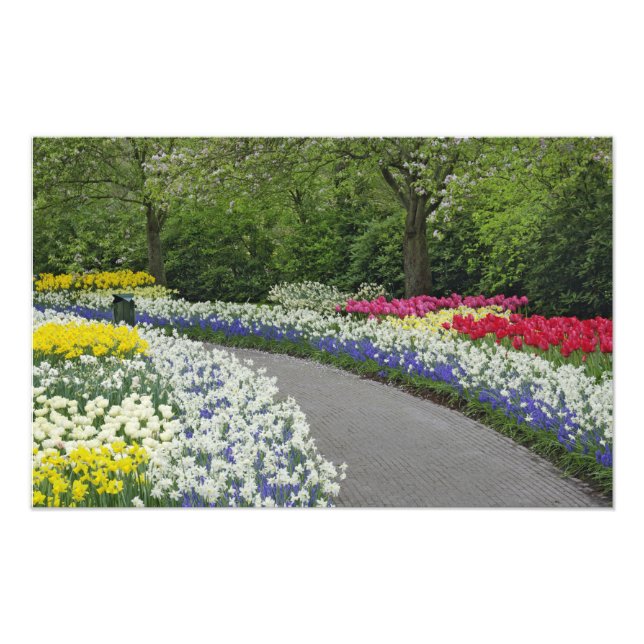 Trottoar genom tulpaner och påskliljor, fototryck (Framsidan)