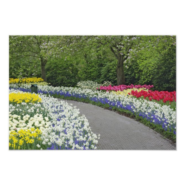 Trottoar genom tulpaner och påskliljor, fototryck (Framsidan)