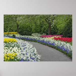 Trottoar genom tulpaner och påskliljor, poster