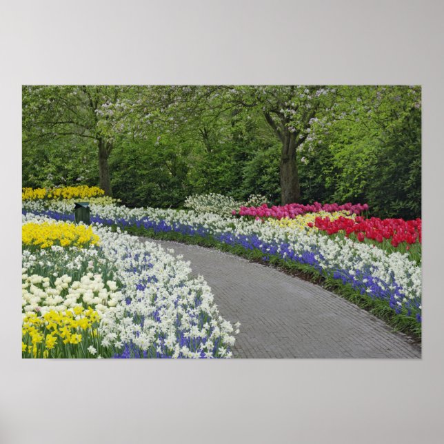 Trottoar genom tulpaner och påskliljor, poster (Framsidan)
