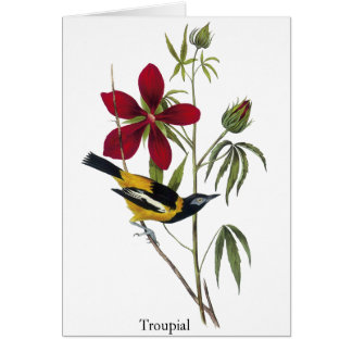Troupial - John James Audubon Hälsningskort