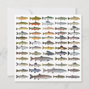 Trout, Char, Grayling, Hucho och Whitefish Group Anteckningskort