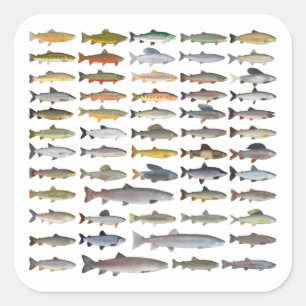 Trout, Char, Grayling, Hucho och Whitefish Group Fyrkantigt Klistermärke