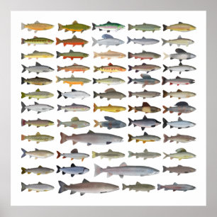 Trout, Char, Grayling, Hucho och Whitefish Group Poster