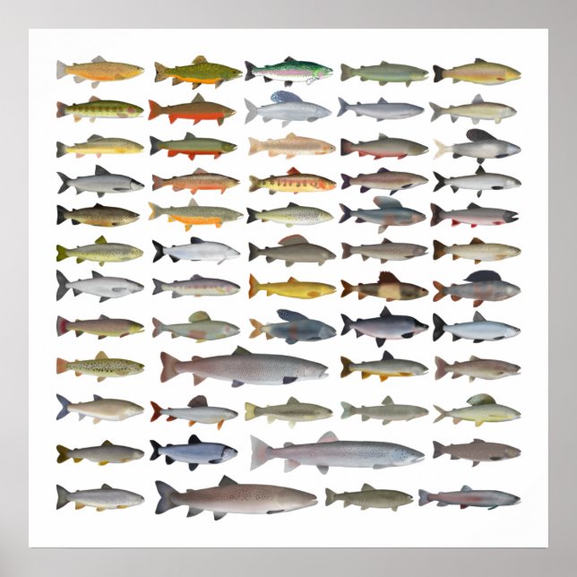 Trout, Char, Grayling, Hucho och Whitefish Group Poster (Framsidan)
