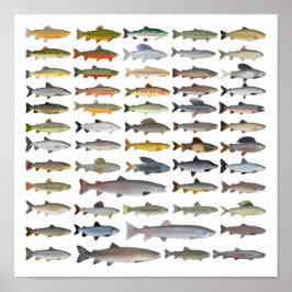 Trout, Char, Grayling, Hucho och Whitefish Group Poster