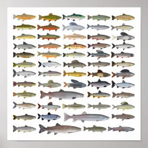 Trout, Char, Grayling, Hucho och Whitefish Group Poster
