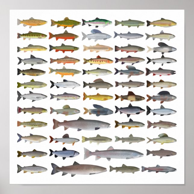 Trout, Char, Grayling, Hucho och Whitefish Group Poster (Framsidan)