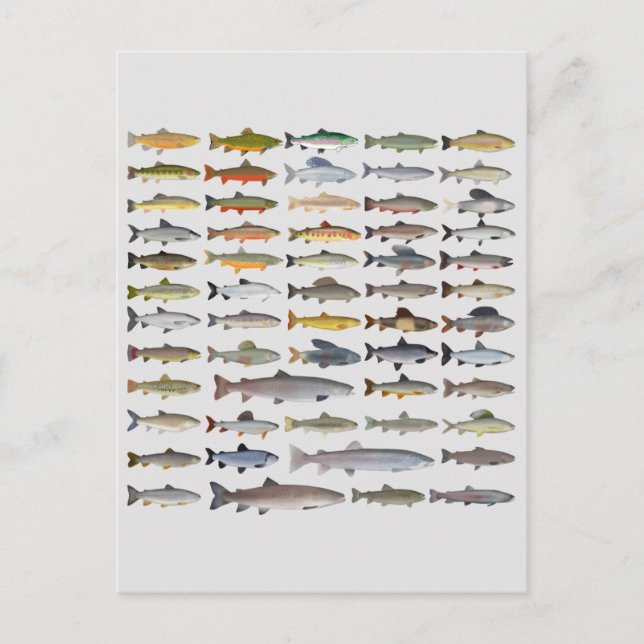 Trout, Char, Grayling, Hucho och Whitefish Group Vykort (Framsida)