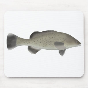 Trout Cod Musmatta