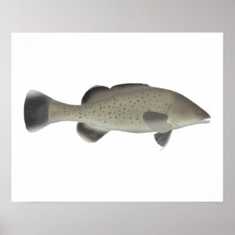 Trout Cod Poster