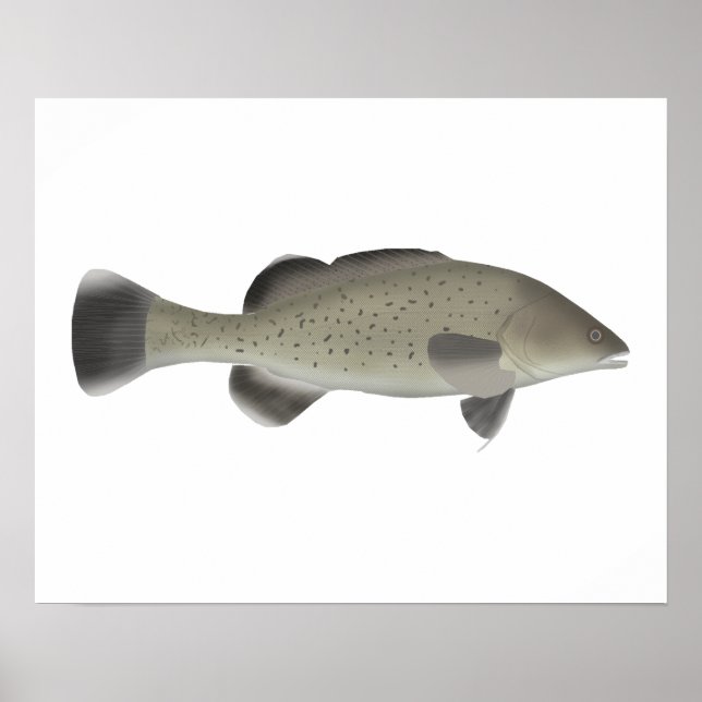 Trout Cod Poster (Framsidan)