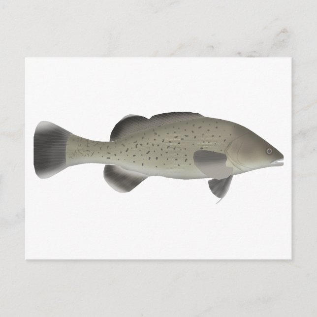 Trout Cod Vykort (Framsida)