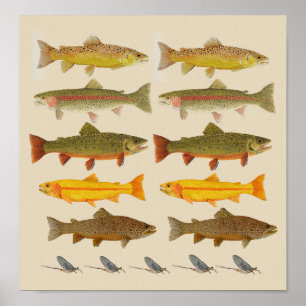 Trout Jems öster Kusten Poster