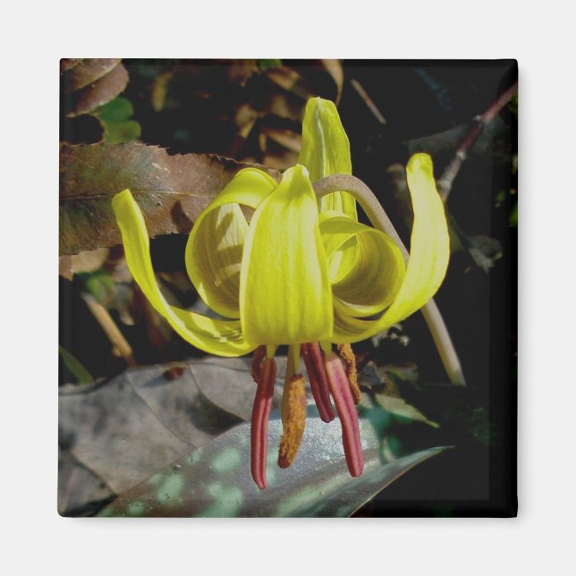 Trout Lily #1 Magnet (Framsidan)