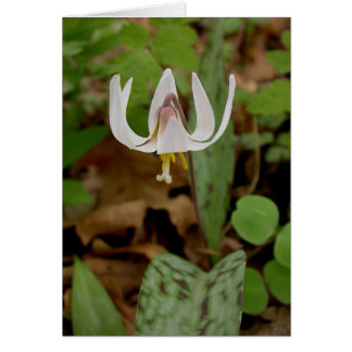 Trout Lily Hälsningskort