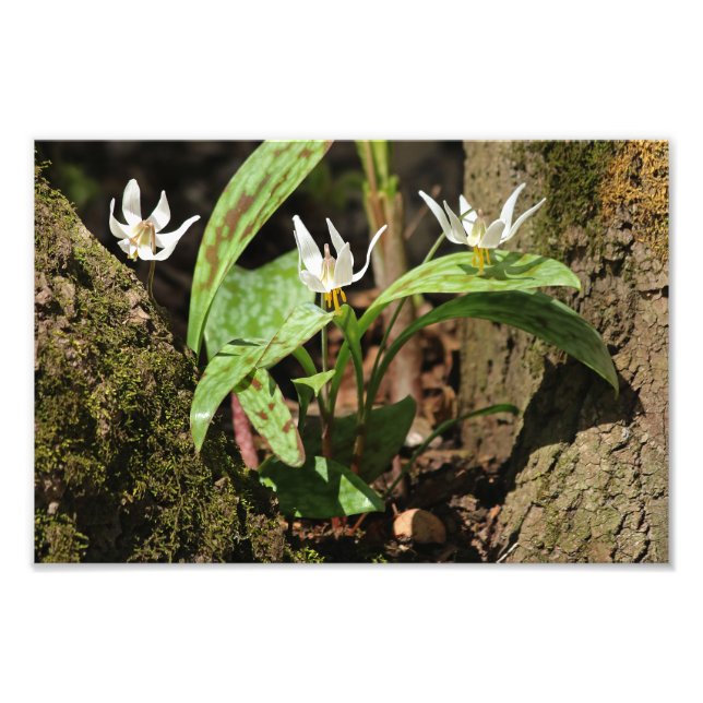 Trout Lily Photo Print Fototryck (Framsidan)