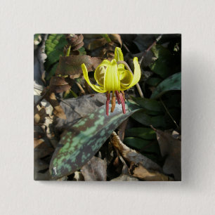 Trout Lily Wildblomma - Erythronium americanum Knapp