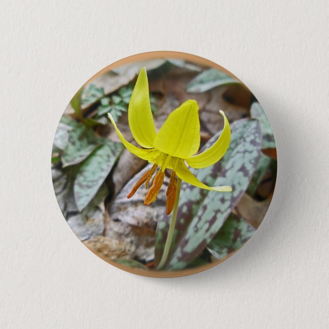 Trout Lily Wildblomma - Erythronium americanum Knapp (Framsida)
