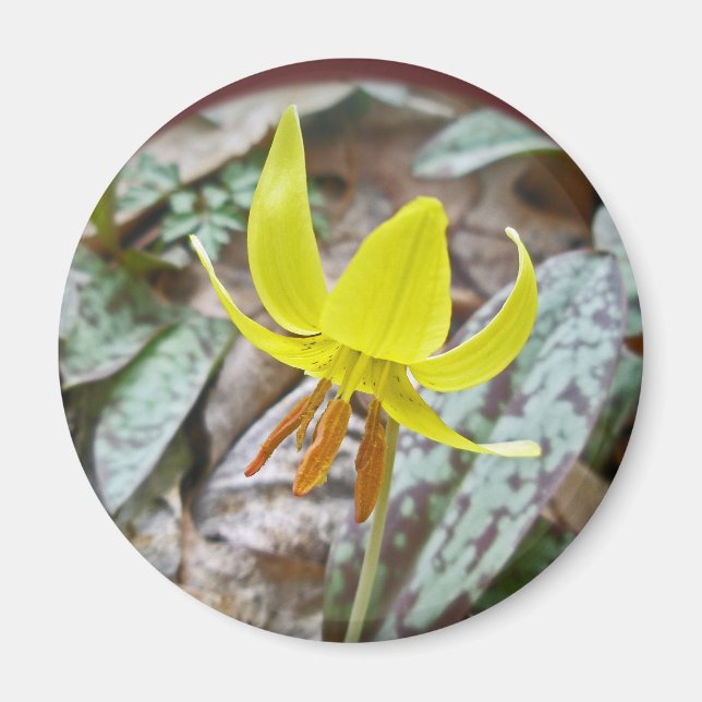 Trout Lily Wildblomma - Erythronium americanum Magnet (Framsidan)