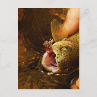 Trout och Fly Vykort